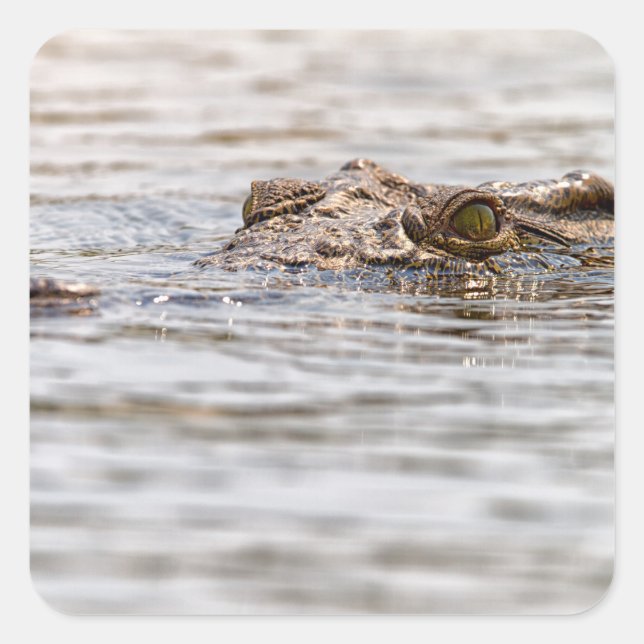 Adesivo Quadrado Nile Crocodilo (Frente)