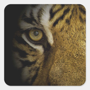 Adesivo Quadrado No Olho de um Tigre