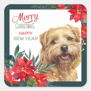 Adesivo Quadrado Norfolk Terrier Poinsettia — Natal