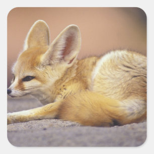 Adesivo Quadrado Norte da África. Feneco Fennecus zerda)