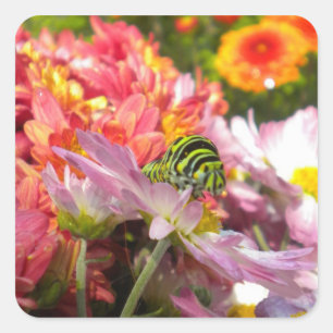 Adesivo Quadrado Nosy Caterillar Stickers