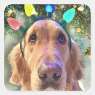 Adesivo Quadrado Nova o Ouro Retriever - Vinhetas de Natal