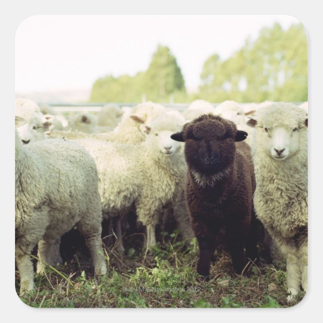 Adesivo Quadrado Nova Zelândia (Frente)