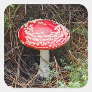 Adesivo Quadrado Nova Zelândia, Rotorua, Zona Vulcânica de Taupo