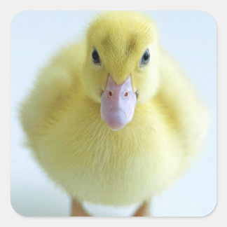 Adesivo Quadrado Novo Acoplamento