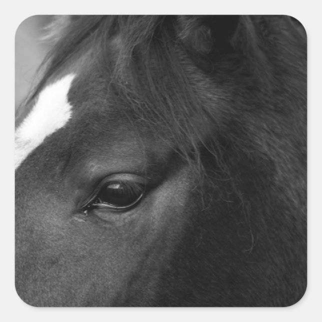 Adesivo Quadrado Núcleo de cavalos (Frente)