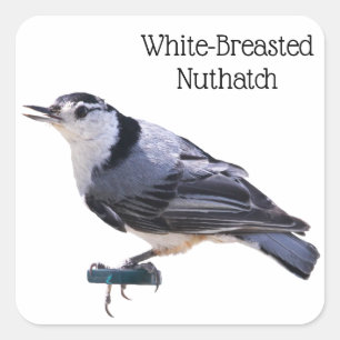 Adesivo Quadrado Nuthatch de Brecha Branca