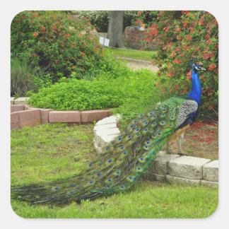 Adesivo Quadrado O Adorável Pavão-Pavão