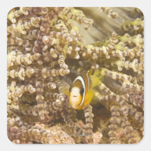 Adesivo Quadrado o Anemonefish de Clark juvenil (Amphiprion)