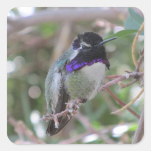 Adesivo Quadrado O colibri da costela