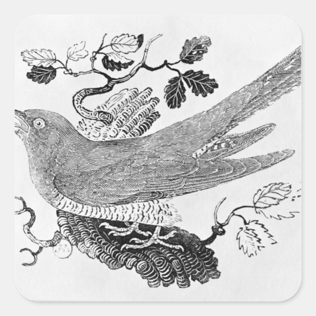 Adesivo Quadrado O Cuco (Frente)