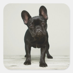 Adesivo Quadrado O filhote de cachorro o mais bonito do buldogue
