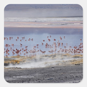 Adesivo Quadrado O flamingo de James, jamesi de Phoenicoparrus