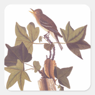 Adesivo Quadrado O Flycatcher da fuga de Audubon
