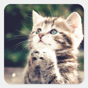Adesivo Quadrado O gatinho bonito Prays