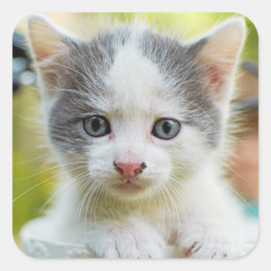 Adesivo Quadrado O gatinho monta uma bicicleta
