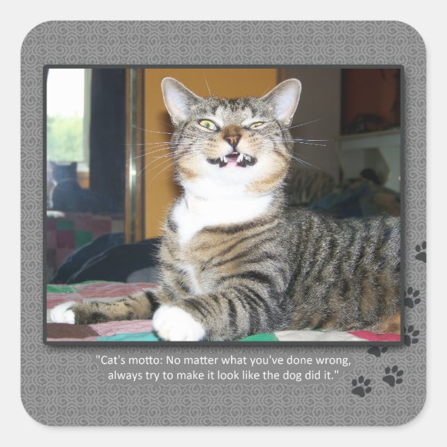 Adesivo Quadrado O gato responsabiliza o cão (Frente)