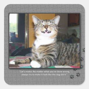 Adesivo Quadrado O gato responsabiliza o cão