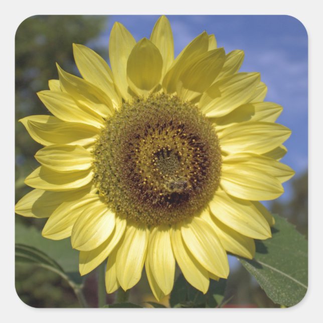 Adesivo Quadrado O girassol perfeito do verão no céu azul. (Frente)