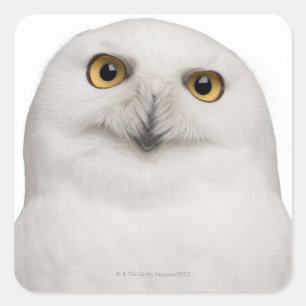 Adesivo Quadrado o homem Snowy Owl (Bubo scandiacus) é uma coruja