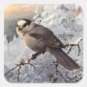 Adesivo Quadrado O Jay cinzento dos ribeiros na neve