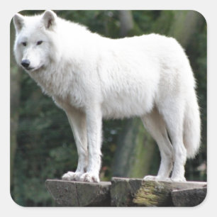 Adesivo Quadrado O Lobo Animal, a Paz, o Destino do Amor