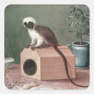 Adesivo Quadrado O macaco favorito de Carl Linnaeus