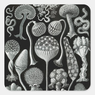 Adesivo Quadrado O Mycetozoa de Ernst Haeckel