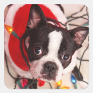 Adesivo Quadrado O papai noel de Boston Terrier no Twinkling