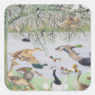 Adesivo Quadrado O pato impar