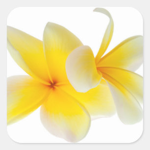 Adesivo Quadrado O Plumeria floresce o Frangipani amarelo branco