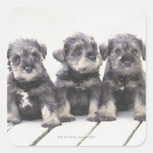 Adesivo Quadrado O Schnauzer diminuto é uma raça do cão pequeno