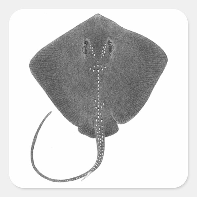 ADESIVO QUADRADO O SUL EXCELENTE (Frente)