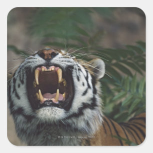 Adesivo Quadrado O tigre Siberian (Panthera Tigris) descobre presas