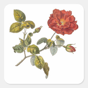 Adesivo Quadrado O vintage antigo vermelho bonito de Rosa Gallica