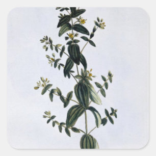 Adesivo Quadrado O Wort de St John, placa 62, 'da coleção Precie