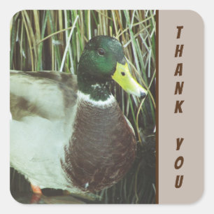 Adesivo Quadrado Obrigado Mallard Duck Foto Nature Birds