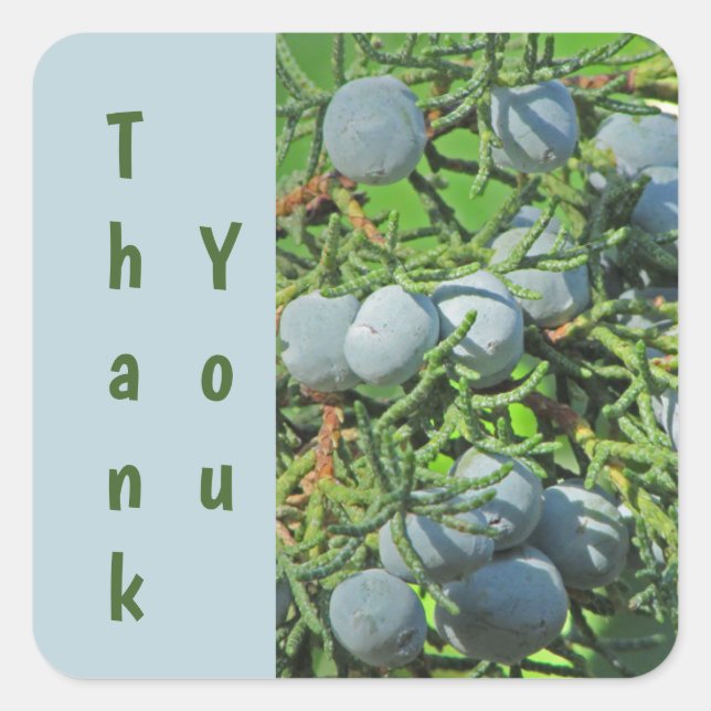 Adesivo Quadrado Obrigado Pine Tree Berry Blue Apreciação Verde (Frente)