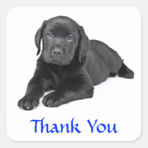 Adesivo Quadrado Obrigado preto do filhote de cachorro de labrador