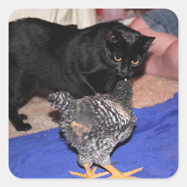 Adesivo Quadrado Observadores (Frente)