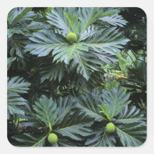 Adesivo Quadrado Oceânia, Pacífico Sul, Polinésia Francesa,