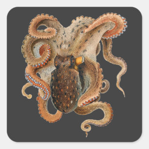 Adesivo Quadrado Octopus Vulgaris, Animais da Vida Marinha Vintage