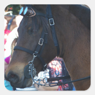 Adesivo Quadrado Óculos de visto do Cavalo Árabe castanho escuro