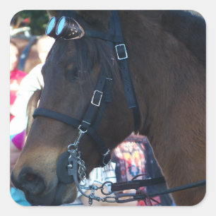 Adesivo Quadrado Óculos de visto do Cavalo Árabe Castanho Escuro