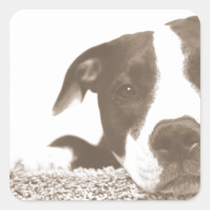 Adesivo Quadrado odeie o ato não a raça pitbull sepia amigável