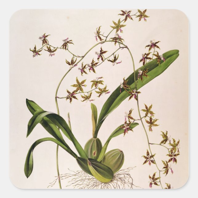 Adesivo Quadrado Odontoglossum Hastatum (Frente)