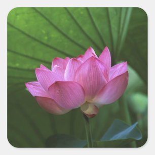 Adesivo Quadrado Ohga Lotus, Sankei-en Garden, Yokohama, Japão