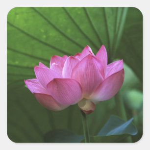 Adesivo Quadrado Ohga Lotus, Sankei-en Garden, Yokohama, Japão