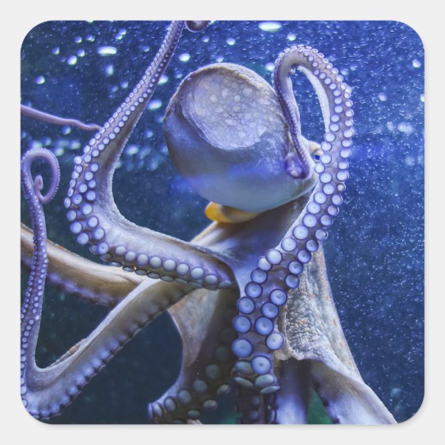 Adesivo Quadrado Oktopus Kraken Tintenfisch in blauen Blubberblasen (Frente)