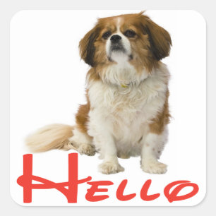 Adesivo Quadrado Olá Cachorro Filhote Cavalier King Charles Spaniel